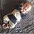 Χαμηλού Κόστους Βρέφη Αγόρια Ένα-Τεμάχιο-Μωρό Αγορίστικα Στάμπα Μακρυμάνικο Βαμβάκι Ολόσωμη Φόρμα &amp; Φόρμες Μπλε Απαλό / Νήπιο