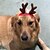 abordables Ropa para perro-Perro Accesorios para el Pelo Ropa para cachorros Reno Navidad Invierno Ropa para Perro Ropa para cachorros Trajes De Perro Rojo Disfraz para perro niña y niño Felpa