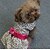cheap Dog Clothes-Dog Dress Stripes Casual / Daily Dog Clothes Puppy Clothes Dog Outfits Costume for Girl and Boy Dog Polyester XS S M L XL XXL