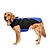 abordables Vêtements pour chiens-Chien Manteaux Couleur Pleine Décontracté / Quotidien Garder au chaud Sportif Hiver Vêtements pour Chien Vêtements pour chiots Tenues De Chien Rouge Bleu Gris Costume pour fille et garçon chien