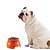 זול קערות ומאכילי כלבים-חתול כלב תלבושות / כלי הזנה פלדת על חלד כלים לבחינת מזון כולל מארז עיצוב ארגונומי עמיד אחיד לבן שחור אדום &amp; קערות האכלה