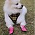 Недорогие Одежда для собак-Животные Собака Ботинки и сапоги Обувь для собак На каждый день Однотонный Для домашних животных Кожа Черный / Зима