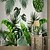 cheap Wallpaper-Custom Self-adhesive Mural Wallpaper Southeast Asia Big Leaf Suitable For Bedroom Living Room Coffee Shop Restaurant Hotel Wall Decoration Art