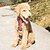 cheap Dog Collars, Harnesses &amp; Leashes-Dog Cat Pets Harness Leash Portable Retractable Soft Cute and Cuddly Adjustable Flexible Durable Casual / Daily Plaid / Check Color Block British Cotton Golden Retriever Corgi Beagle Bulldog Shiba