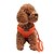 preiswerte Halsbänder, Geschirre und Leinen für Hunde-Hund Geschirre Mesh Gurt Atmungsaktiv Regolabile / Einziehbar Solide Maschen Schwarz Purpur Gelb Rot Blau