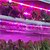 olcso LED sávos fények-1db 5m led fénycsíkok rugalmas tiktok fények 300 x 5050 smd 10mm LED növényi lámpa rugalmas fénycsík 4 piros1 bluegroup két színű vegyes fényű lámpa 12v 3a