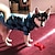 levne Oblečky pro psy-pes kočka svetr mikina pléd / kostkovaný klasický styl vánoční ležérní / denní zimní oblečení pro psy oblečení pro štěňata oblečení pro psy teplý modrý červený kostým