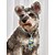 preiswerte Hundekleidung-Hunde Katzen Halskette Krawatte / Fliege Schleife Frucht Elegant Hawaiianisch Süß Alltagskleidung Lässig / Alltäglich Hundekleidung Welpenkleidung Hunde-Outfits Atmungsaktiv Blau Kostüm für Mädchen