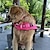 halpa Koiran vaatteet-ripstop -koiran pelastusliivi lemmikkieläinten pelastusliivi pelastuskahvalla hengenpelastussuojus pienille keskikokoisille koirille