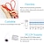 cheap LED Strip Lights-Neon Strip LED Light Flexible DC 12V Waterproof IP67 SMD 2835 Rope Tube White Blue Red Green Decoration for Christmas Holiday Indoors Outdoor
