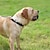 abordables Juguetes para perro-Paquete de 2 juguetes de bolas para perros juguetes interactivos para perros bola de aperitivos bola con fugas para limpiar los dientes de mascotas / masticar / jugar iq treat ball 2,75 pulgadas / 7