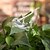levne Zalévání a zavlažování-rostlina květiny vodní podavač automatické samozavlažovací zařízení krásný pták design rostlina zavlažovač zahradnické nářadí zařízení na zalévání rostlin
