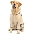 tanie Ubrania dla psów-płaszcz przeciwdeszczowy dla psa płaszcz przeciwdeszczowy dla psa z kapturem poncho 4 nogi kurtka przeciwdeszczowa dla psa z paskiem odblaskowym przezroczysta wodoodporna wodoodporna pies deszcz śnieg
