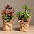 cheap Artificial Plant in Pot-25cm Fake Succulent Potted Artificial Plants Creative Desktop Tree Plastic Leaves Bonsai For Home Decor Valentine&#039;s Day Present