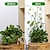 ieftine accesorii pentru îngrijirea plantelor-20 de piese perete invizibil clemă ratan plantă perete de cățărat fixator auto-adeziv cârlig cataramă de viță de vie suport fix din ratan suport pentru stent pentru plante