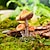 tanie Posągi-przedmioty dekoracyjne żywica nowoczesny współczesny szary mały grzyb/zajączek grzybowy/czerwony grzyb/dwie wiewiórki/trzy grzyby/żaba grzybowa
