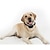 preiswerte Hundetraining-bellhalsband für hunde antibell schock / vibration einfarbiges nylon schwarz 1 set