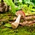 halpa Patsaat-koriste-esineitä hartsi moderni nykyaikainen harmaa pieni sieni/sieni kani/punainen sieni/kaksi oravaa/kolme sientä/sammakkosieni