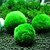 זול קישוטים וחצץ לאקווריום-כדור אקווריום אמיתי גינון אצות כלורלה מרימו כדור אצות ירוק סביבתי