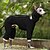 preiswerte Overall-Hund Overall Mode Stilvoll Gewöhnlich Klassicher Stil Retro Vintage Herbst Winter Warm Mode Sport im Freien Hundebekleidung for Windhund