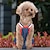 halpa Koiran vaatteet-värikäs/mukava/mukava lemmikkikoira kissa puuvilla kiristävä hihna terveysfysiologiset housut lemmikkieläinten alusvaatteet vaipat (satunnainen väri)