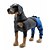 economico Assistenza Sanitaria-imbracature ginocchiera mimetica per cani, cura di lesioni acl, ccl, artrite, dolori articolari, affaticamento e stress con la ginocchiera walkabout (medio destro)