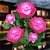 baratos Luzes e lanternas de caminho-2/4 peças luz solar rosa flor jardim ao ar livre luzes decorativas para casa lâmpada de gramado à prova d&#039;água paisagem rosa luz