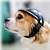 voordelige Hondenkleding-huisdier helm kleine-middelgrote motorfiets hond helm kat hoed voor fietsen doggie cap