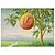 billige Stillleben Tryk-belgisk magritte surrealistisk fredsdue to æbler nordisk niche retro kunst maleri kerne