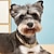 cheap Dog Collars, Harnesses &amp; Leashes-Pet Necklace Summer New Cute Schnauzer Bomei Teddy Fadou Collar Manufacturer Wholesale Dog Necklace