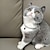 お買い得  犬用首輪＆ハーネス＆リード-2 個真珠 犬のネックレスの首輪 ブリンブリンラインストーン 猫の結婚式の首輪 猫の首輪 調節可能な女の子の犬の首輪 小型犬の女の子の子犬 猫の首輪アクセサリー