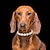 voordelige Halsbanden, Harnassen &amp; Lijnen-2 stuks ketting voor kleine hond huisdier sieraden hond ketting faux parel halsband kralen halsband voor kat puppy kitten chihuahua yorkie meisje kostuum outfits accessoires