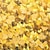 tanie Obrazy z kwiatami/roślinami-100% ręcznie malowane duży nowoczesny obraz olejny na płótnie złote drzewo obrazy do domu salon wystrój hotelu wall art picture walcowane bez ramki!