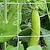 billiga växtvårdstillbehör-växtspaljnät, kraftigt odlingsnät i polyester, trädgårdsspaljnät med fyrkantigt nät för klätterväxter, grönsaker, frukter och blommor