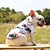voordelige Hondenkleding-hawaii hond shirt,europese en amerikaanse pompoen trui kerst huisdier trui duivel kat hond trui teddy hond herfst en winter kostuumhond halloween kostuums