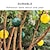 billige Skadedyrskontrol-sticky traps bolde, stueplante sticky bug fælder, der fanger frugtfluer, myg andre flyvende insekter, sødt bolddesign, klæbrig frugtfluefælder til indendørs/udendørs/marker og haver