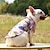 abordables Vêtements pour chiens-chemise de chien hawaii, chandail de citrouille européenne et américaine chandail de noël pour animaux de compagnie chandail de chat de diable chandail de chien en peluche costume d&#039;automne et