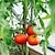 billiga växtvårdstillbehör-20 st växtstödklämmor blom- och vinträdgård tomatväxtstödklämmor för att stödja stjälkar vinstockar växer upprätt och klättrar