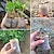 voordelige Tuinieren-100 stks kweekzakken voor kwekerijen, niet-geweven stoffen zaailingen kweekzak voor een hoge overlevingskans van zaailingen, plantenzakken voor planten, zakje voor starters voor tuinzaden