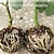 billiga Trädgårdsarbete-5st återanvändbar anläggning för rotning av växter växtrotning odlingslåda högtrycksförökning bollympningsanordning botanik rotkontroll trädgårdsväxt rotningslåda för rosenträd fruktbuske magnolia