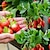 preiswerte Zubehör für die Pflanzenpflege-Hängende Erdbeer-Anbautasche, Erdbeer-Anbautasche mit 8 Löchern für Erdbeer-Tomaten und Paprika, umgedrehte Tomaten-Anbautasche, Gemüse-Anbautasche, Gartenbedarf