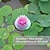 abordables Éclairages pour allées-solaire led flotteur lotus grenouille lampe rgb changement de couleur en plein air jardin piscine lumière décor lumière sous-marine piscine solaire paysage lumière