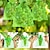 billiga växtvårdstillbehör-50st vindruvor fruktskyddspåsar trädgårdsnätpåsar jordbruksodling skadedjursbekämpning anti-fågelnät grönsakspåsar