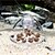 cheap Backyard Birding &amp; Wildlife-Snail Trap Catcher Aquarium Fish Plant Tank Plastic Clear Pest Catch Box Leech Environment Plants Planarian Cleaner Tools