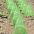 billige plantepleietilbehør-10 stk/20 stk/30 stk hageklokker for planter gjenbrukbare planteklokketrekk beskytter planter mot fugler frostsnegler osv. hagearbeid &amp; plenpleie