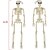 voordelige Beeldjes &amp; Decoraties-Halloween skeletten, volledige lichaam beweegbare gewrichten skeletten voor halloween decoratie bruid bruidegom halloween feestartikelen spookhuis accessoires binnen buiten griezelige scène decoratie