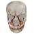 abordables Accesorios-espeluznante máscara de calavera de cabeza completa de halloween con mandíbula móvil adultos esqueleto aterrador de látex realista