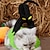 abordables Vêtements pour chiens-chat halloween costumes vêtements pour animaux chiot chat vêtements halloween noir chat costume costume animal personnalité costume vacances costume