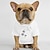 olcso Kisállat nyomott pólók-A kutya és gazdi ruhához illő kutyapóló gazdi és kisállat ingek külön kaphatók