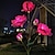 abordables Luces de camino y linternas-5 cabezas led solar rosa orquídea flor luz exterior jardín impermeable simulación césped lámpara boda fiesta Navidad decoración paisaje luz